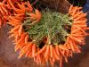 carottes2
