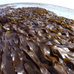 kombu