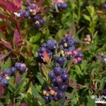 bleuets_2