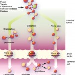 enzymes