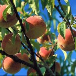 peches