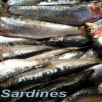 sardines