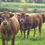 boeufs_brouteurs