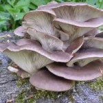 champignons