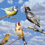oiseaux