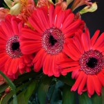 gerberas