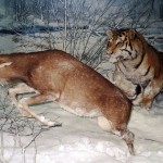 tigre_attaque