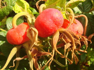 La rose musquée du Chili